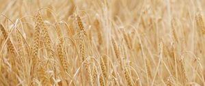 Preview wallpaper ears, grasses, dry, field, plant