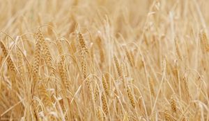 Preview wallpaper ears, grasses, dry, field, plant