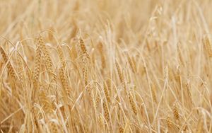 Preview wallpaper ears, grasses, dry, field, plant