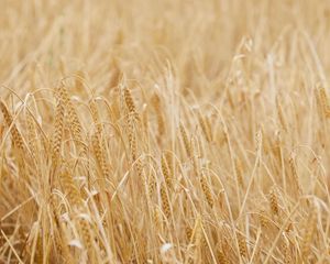 Preview wallpaper ears, grasses, dry, field, plant