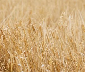 Preview wallpaper ears, grasses, dry, field, plant