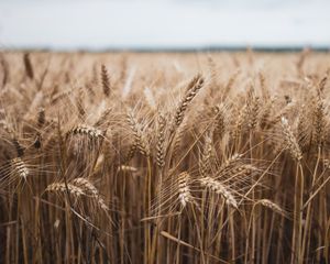 Preview wallpaper ears, grasses, field, plant, dry