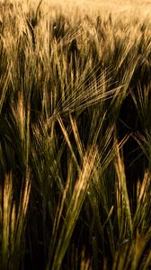 Preview wallpaper ears, grasses, field, dry, plant