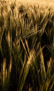 Preview wallpaper ears, grasses, field, dry, plant