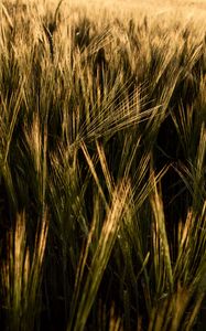 Preview wallpaper ears, grasses, field, dry, plant