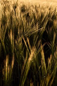 Preview wallpaper ears, grasses, field, dry, plant