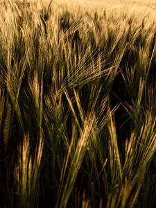Preview wallpaper ears, grasses, field, dry, plant