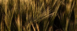 Preview wallpaper ears, grasses, field, dry, plant