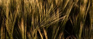 Preview wallpaper ears, grasses, field, dry, plant