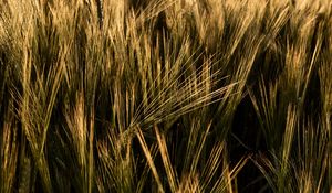 Preview wallpaper ears, grasses, field, dry, plant