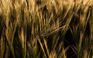 Preview wallpaper ears, grasses, field, dry, plant