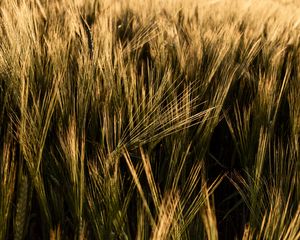 Preview wallpaper ears, grasses, field, dry, plant