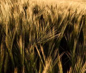 Preview wallpaper ears, grasses, field, dry, plant