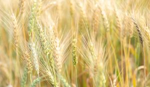 Preview wallpaper ears, macro, grass, vegetation