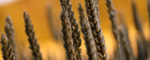 Preview wallpaper ears, macro, grass, field