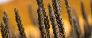 Preview wallpaper ears, macro, grass, field