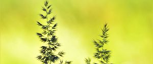 Preview wallpaper ears, macro, grass, yellow