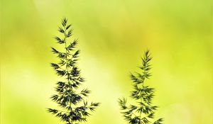 Preview wallpaper ears, macro, grass, yellow