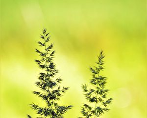 Preview wallpaper ears, macro, grass, yellow