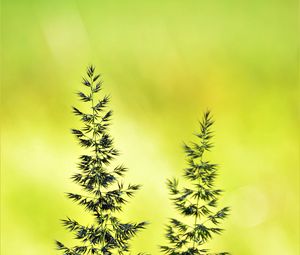 Preview wallpaper ears, macro, grass, yellow