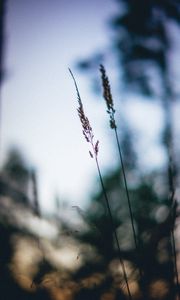 Preview wallpaper ears, macro, grass, blur