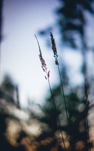 Preview wallpaper ears, macro, grass, blur