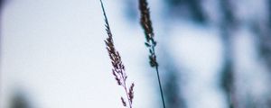 Preview wallpaper ears, macro, grass, blur