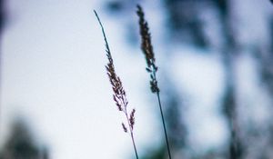 Preview wallpaper ears, macro, grass, blur