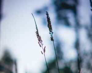 Preview wallpaper ears, macro, grass, blur