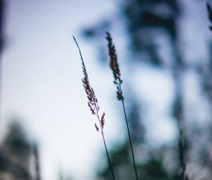 Preview wallpaper ears, macro, grass, blur