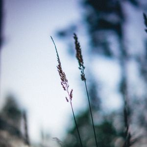 Preview wallpaper ears, macro, grass, blur