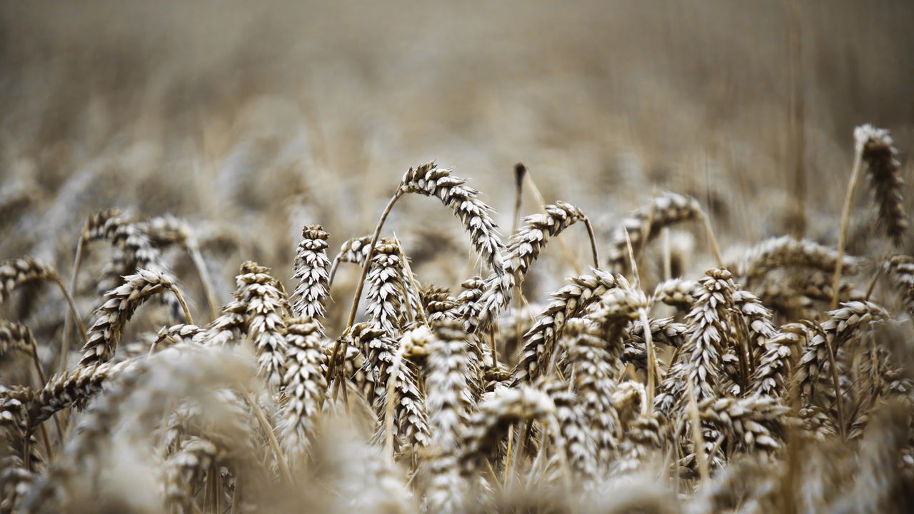 Wallpaper ears, macro, wheat, field, blur
