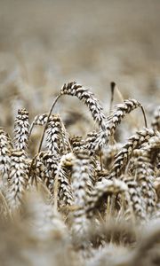 Preview wallpaper ears, macro, wheat, field, blur