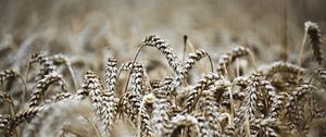 Preview wallpaper ears, macro, wheat, field, blur