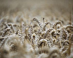 Preview wallpaper ears, macro, wheat, field, blur