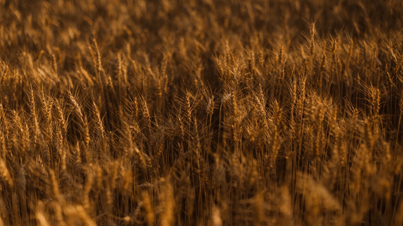 Wallpaper ears of corn, field, grass, golden