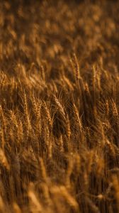 Preview wallpaper ears of corn, field, grass, golden