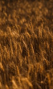 Preview wallpaper ears of corn, field, grass, golden