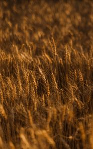 Preview wallpaper ears of corn, field, grass, golden