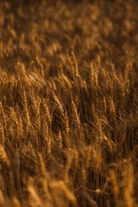 Preview wallpaper ears of corn, field, grass, golden