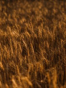 Preview wallpaper ears of corn, field, grass, golden