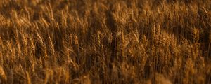 Preview wallpaper ears of corn, field, grass, golden