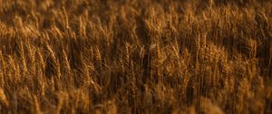 Preview wallpaper ears of corn, field, grass, golden