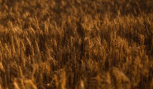 Preview wallpaper ears of corn, field, grass, golden