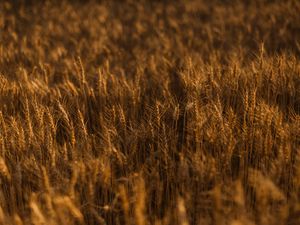 Preview wallpaper ears of corn, field, grass, golden