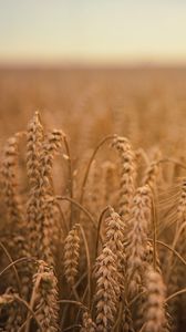 Preview wallpaper ears of corn, field, ripe