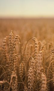 Preview wallpaper ears of corn, field, ripe