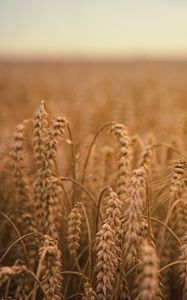 Preview wallpaper ears of corn, field, ripe