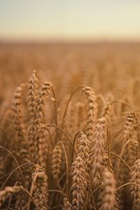 Preview wallpaper ears of corn, field, ripe