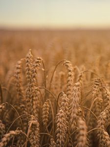 Preview wallpaper ears of corn, field, ripe